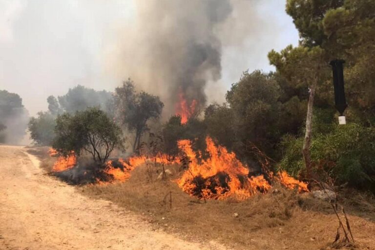 Wildfires in Malta and How We Can Prevent Them