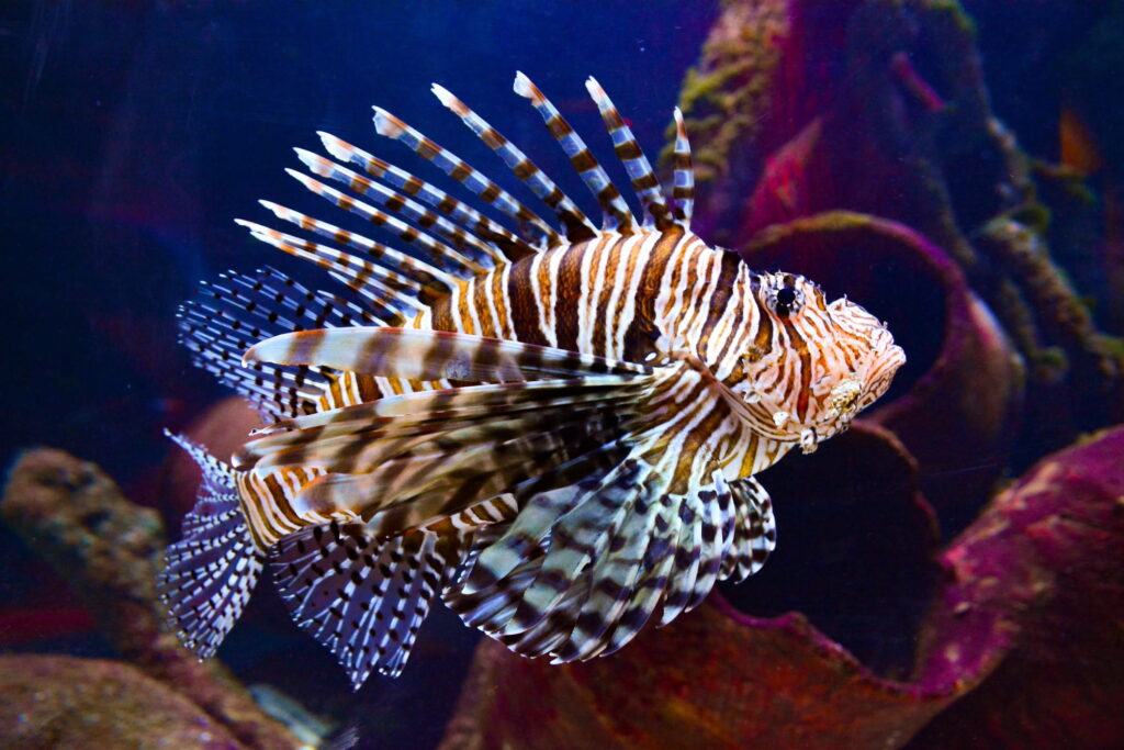 lionfish