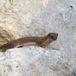 The Ballottra - Malta’s Smallest Carnivore and a Symbol of the Wild