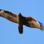 October Bird Migration in Malta