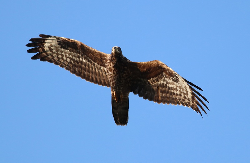 October Bird Migration in Malta