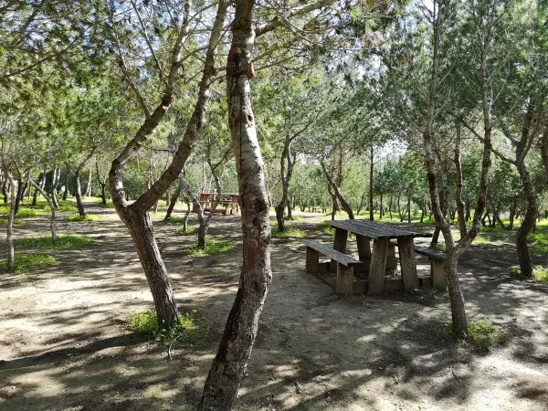 Picnics