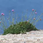 Malta's Indigenous Plants