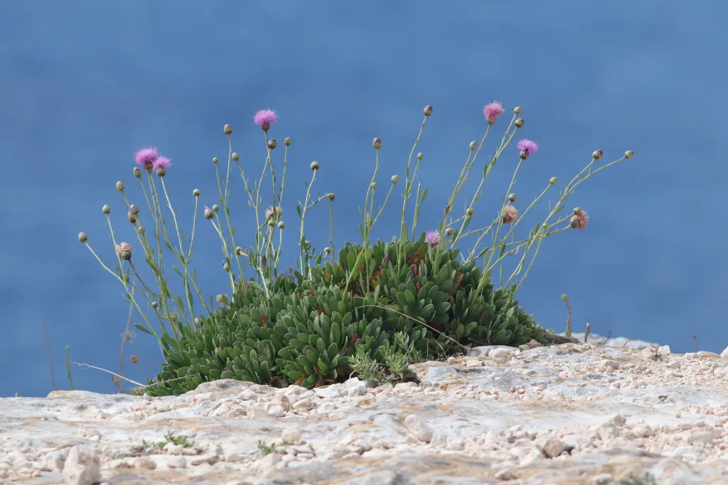 Malta's Indigenous Plants: Nature's Hidden Treasures Malta may be best known for its crystal-clear seas, historic cities, and Mediterranean charm, but the islands are also home to a remarkable variety of native plant life. Despite their small size, the Maltese Islands support a diverse ecosystem, including several indigenous plants that have adapted to the local climate over thousands of years. These species play an essential role in maintaining biodiversity and preserving the natural beauty of Malta. What Are Indigenous Plants? Indigenous plants are species that occur naturally in a particular region and have evolved there without human introduction. In Malta, these plants have adapted to the islands' hot, dry summers and mild, wet winters, often developing unique characteristics that help them thrive in challenging conditions. Many indigenous species can be found growing in valleys, coastal cliffs, garigue landscapes, woodlands, and countryside areas throughout Malta, Gozo, and Comino. The National Plant of Malta One of the most famous indigenous plants is the Maltese Centaury (Cheirolophus crassifolius), known locally as Widnet il-Baħar. This beautiful flowering plant is found naturally on Malta's coastal cliffs and rocky habitats. Recognised as Malta's national plant, the Maltese Centaury is endemic to the islands, meaning it grows naturally nowhere else in the world. Its resilience and striking pink-purple flowers have made it a symbol of the country's unique natural heritage.