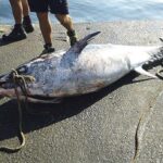 Why Are More Dead Tuna Washing Up on Malta’s Shores?