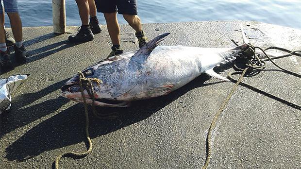 Maltese Tuna